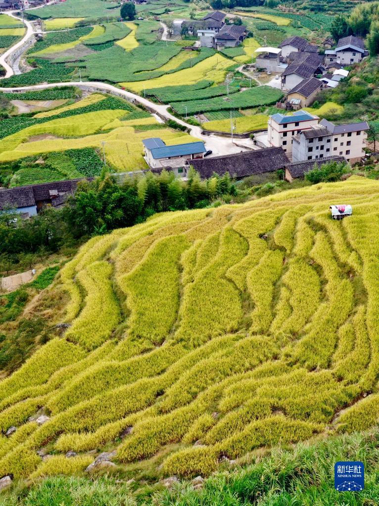 现金炸金花的图片